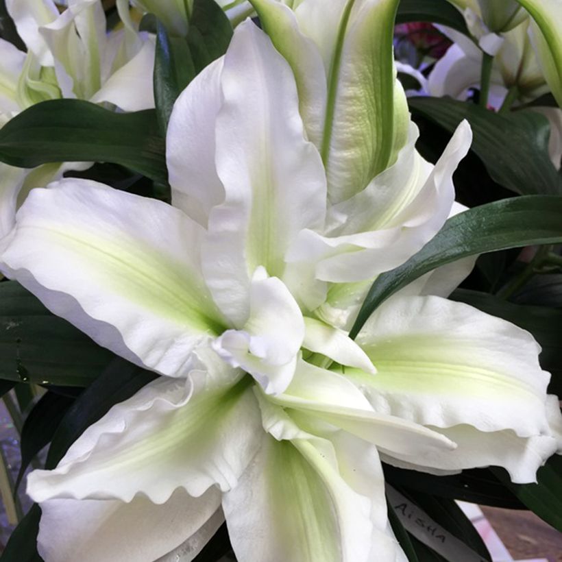 Orientalische Lilie Roselily Aisha - Lilium (Flowering)