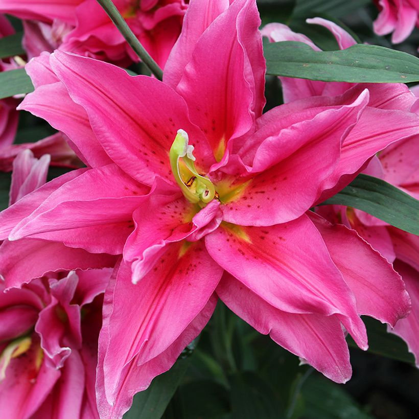 Orientalische Lilie Roselily Elena - Lilium (Flowering)