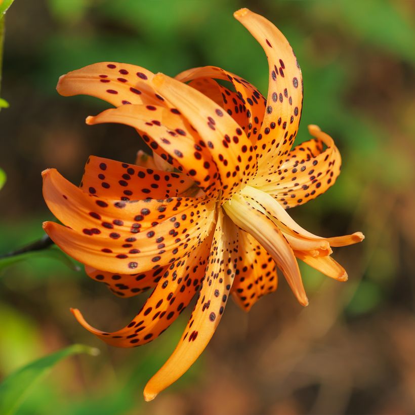 Tiger-Lilie Flore Pleno - Lilium lancifolium (Flowering)
