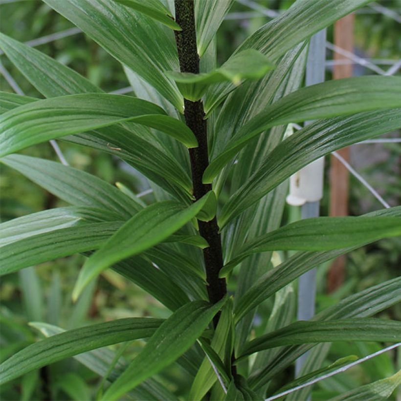 Orientalische Lilie Beijing Moon - Lilium (Foliage)