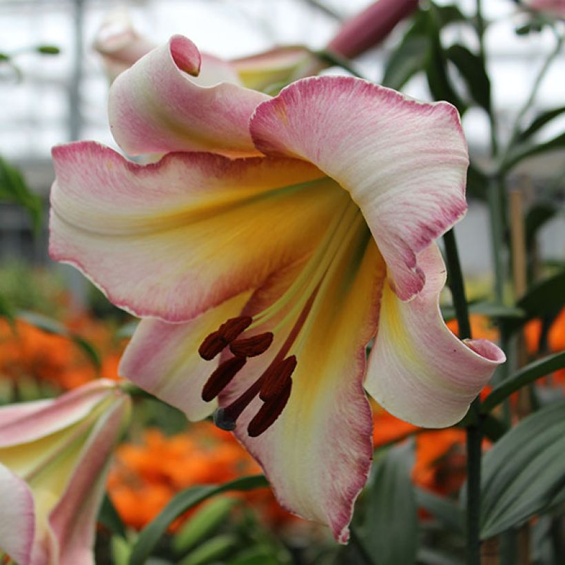 Orientalische Lilie Beijing Moon - Lilium (Flowering)