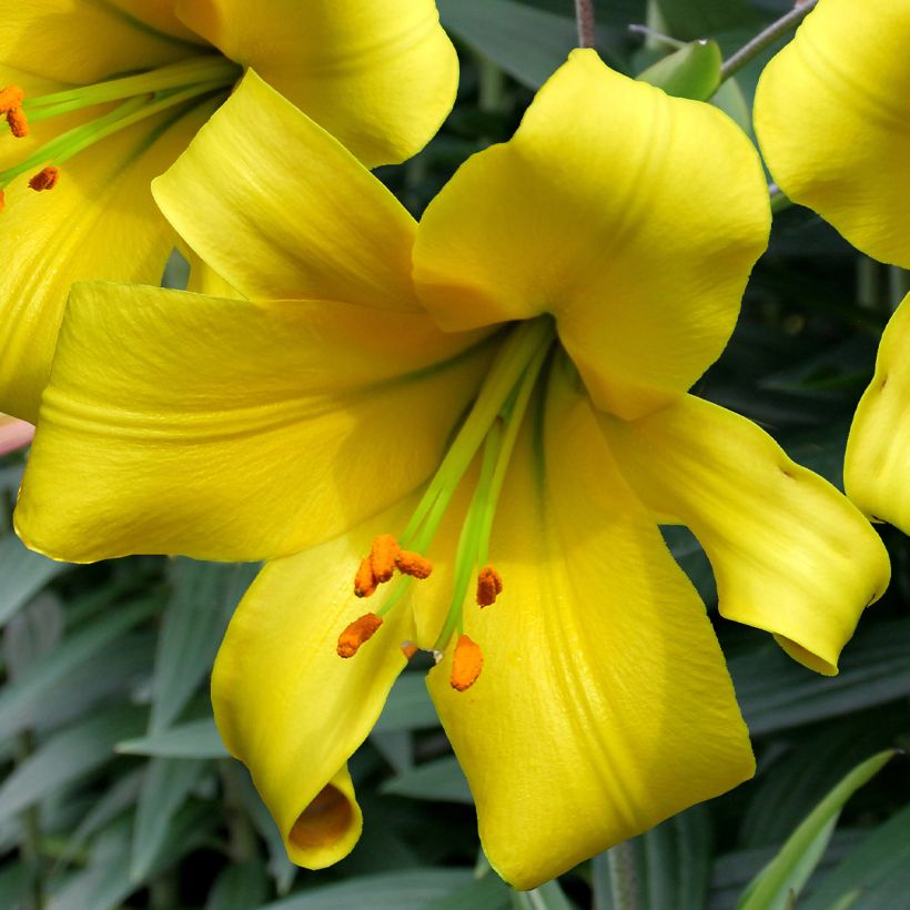 Orientalische Lilie Golden Splendor - Lilium (Flowering)