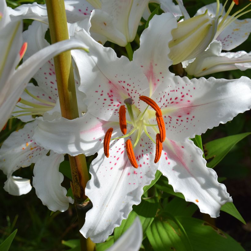Orientalische Lilie Muscadet - Lilium (Flowering)