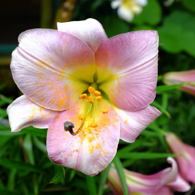 Orientalische Lilie Pink Perfection - Lilium (Flowering)