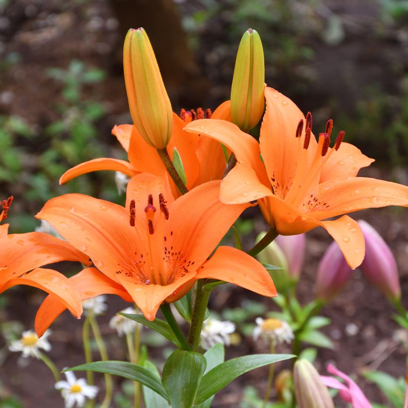 Asiatische Lilie Tresor - Lilium (Flowering)