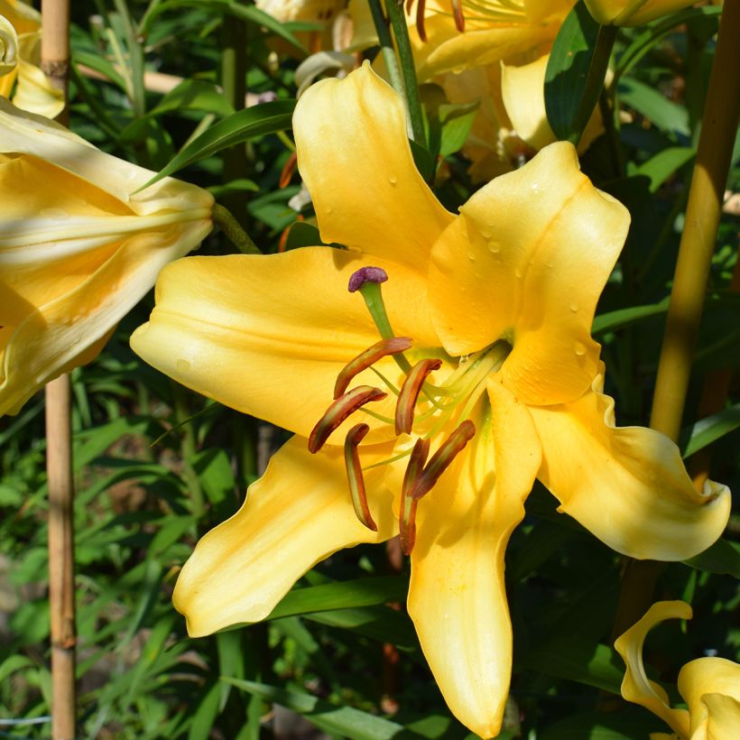 Orientalische Lilie Corcovado - Lilium (Flowering)