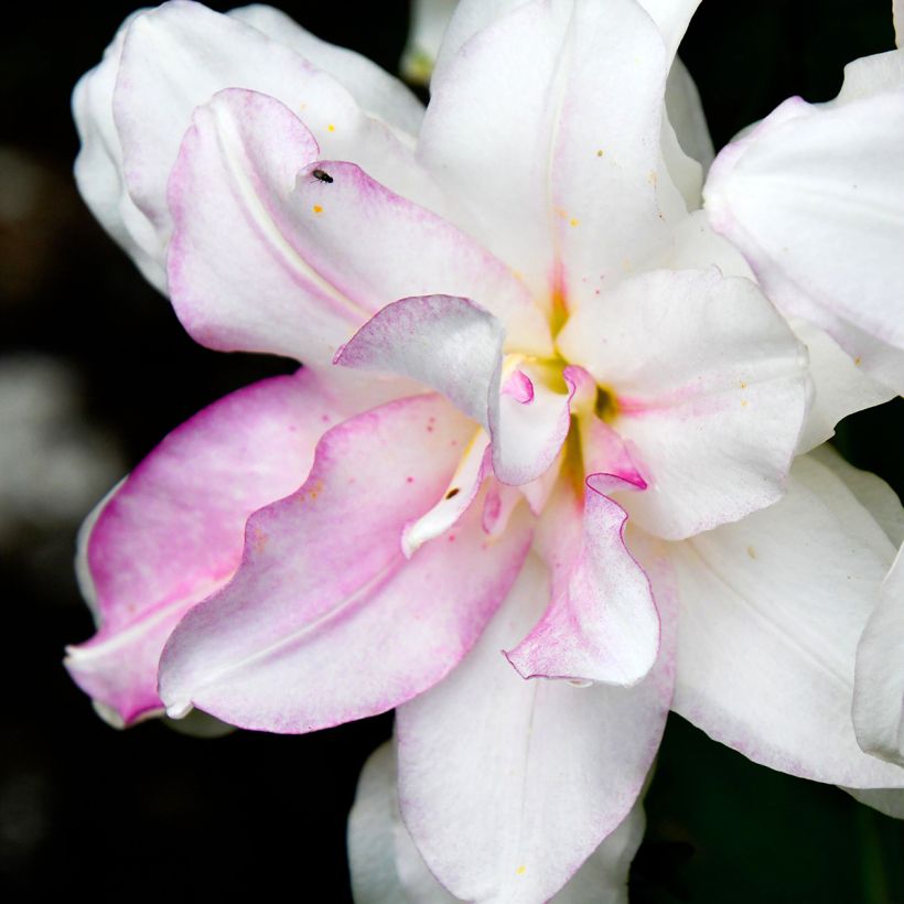 Orientalische Lilie Roselily Anouska - Lilium (Flowering)