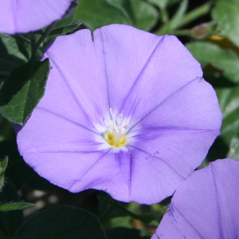 Convolvulus sabatius Compacta - Kriechende Winde (Flowering)