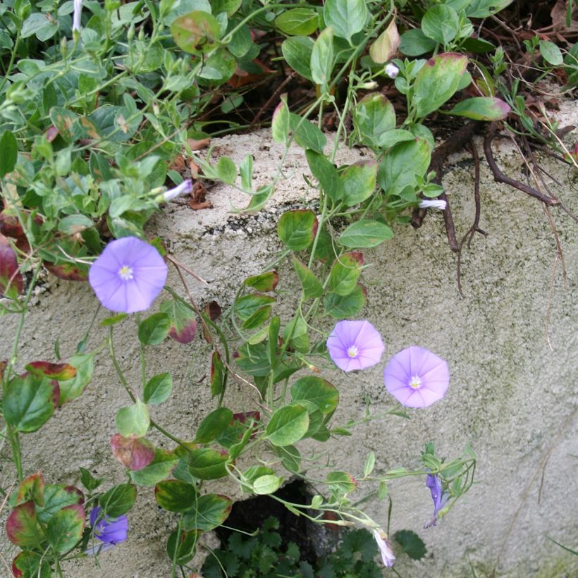 Convolvulus sabatius Compacta - Kriechende Winde (Plant habit)