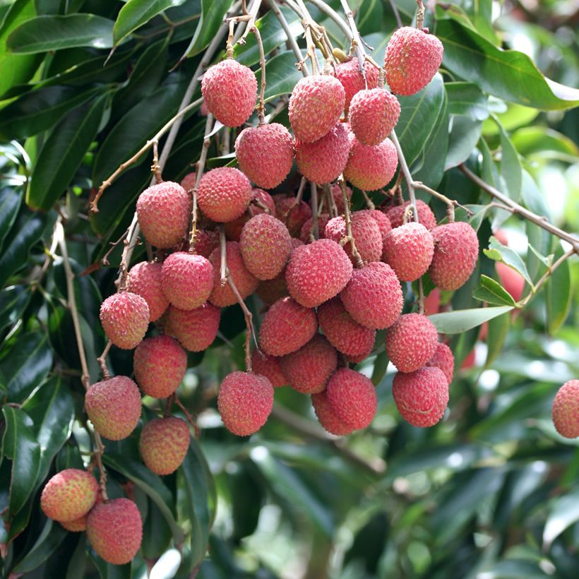 Litchi chinensis Kwai May Pink - Litschibaum (Harvest)
