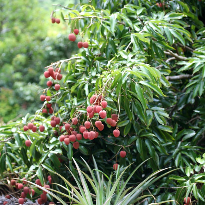 Litchi chinensis Kwai May Pink - Litschibaum (Plant habit)