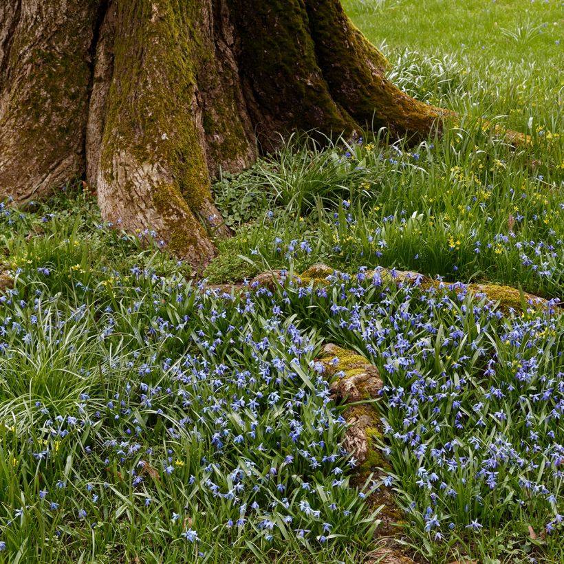 Steinsame Heavenly Blue - Lithodora diffusa (Plant habit)