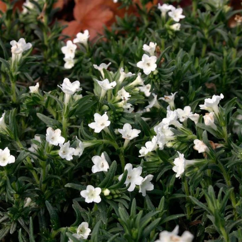 Steinsame Alba - Lithodora diffusa (Flowering)