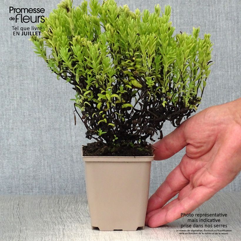 Exemplar von Steinsame Alba - Lithodora diffusa Kleine Töpfe von 8/9 cm wie im Sommer geliefert