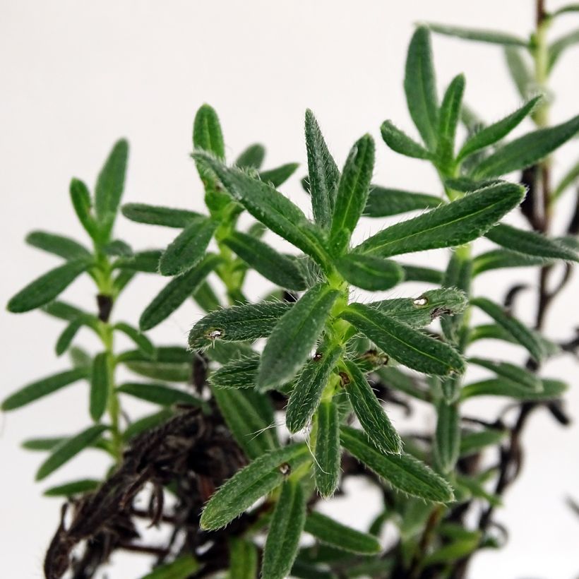 Steinsame Cambridge Blue - Lithodora diffusa (Foliage)