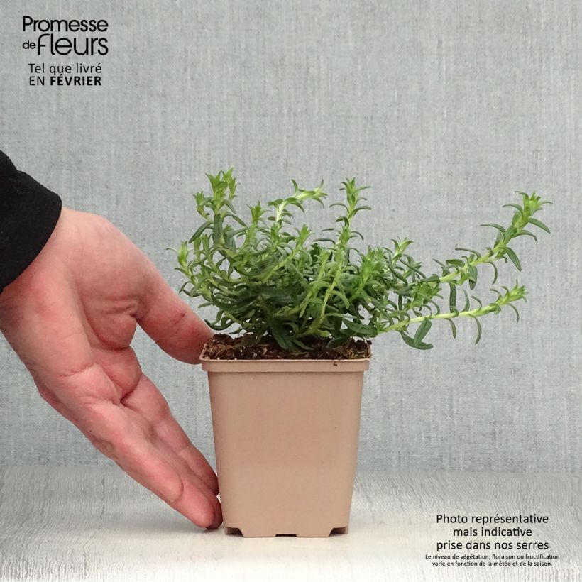 Exemplar von Steinsame Heavenly Blue - Lithodora diffusa Kleine Töpfe von 8/9 cm wie im Winter geliefert