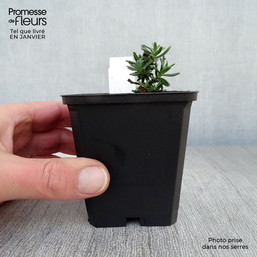 Exemplar von Steinsame Star - Lithodora diffusa Kleine Töpfe von 8/9 cm wie im Winter geliefert