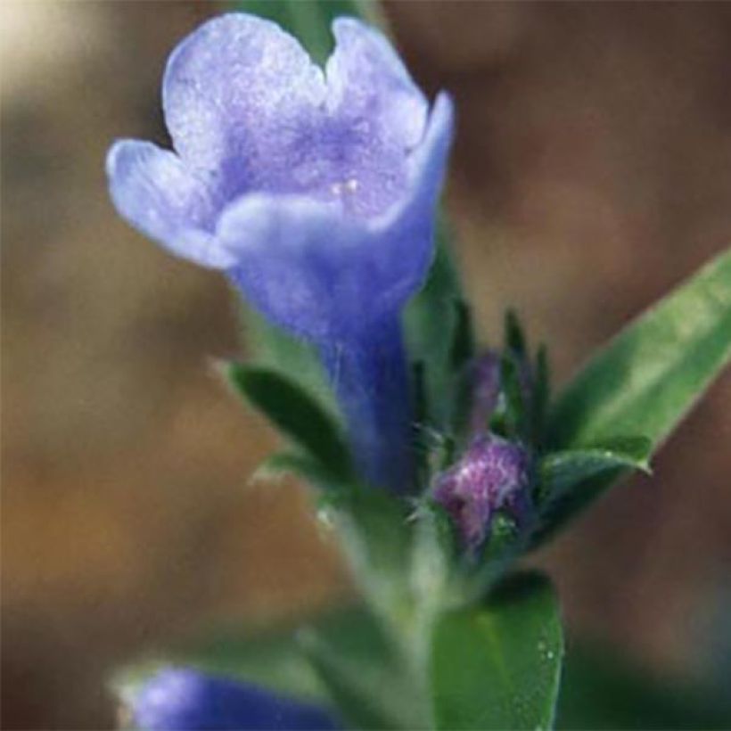 Ölbaumblättriger Scheinsteinsame - Lithodora oleifolia (Flowering)