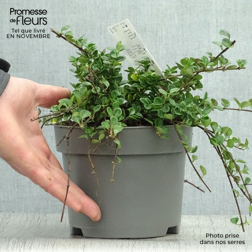 Example of Lonicera crassifolia Little Honey - Kriechende Heckenkirsche Topf mit 2L/3L as you get in automne