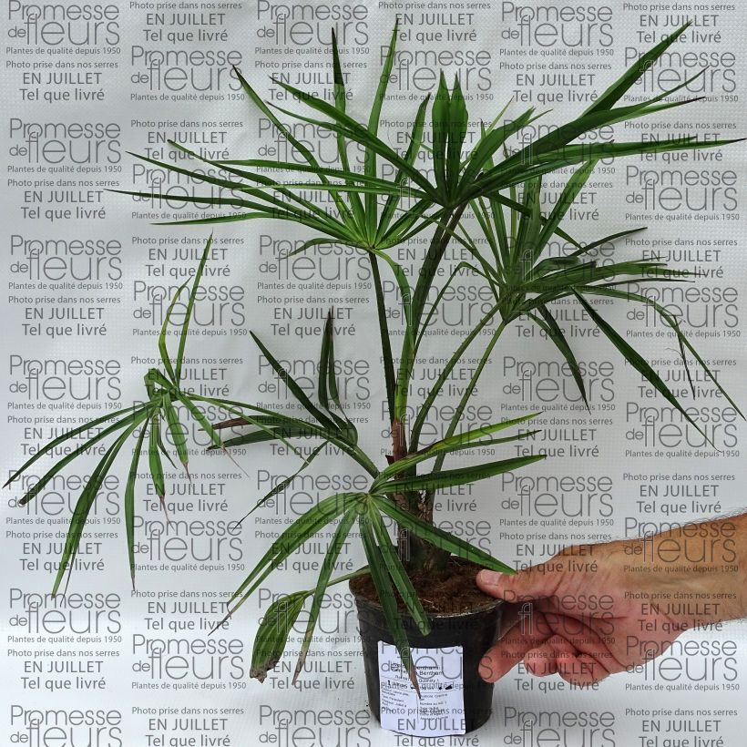Example of Livistona benthamii - Livingstonpalme Topf 12 cm / 13 cm as you get in ete