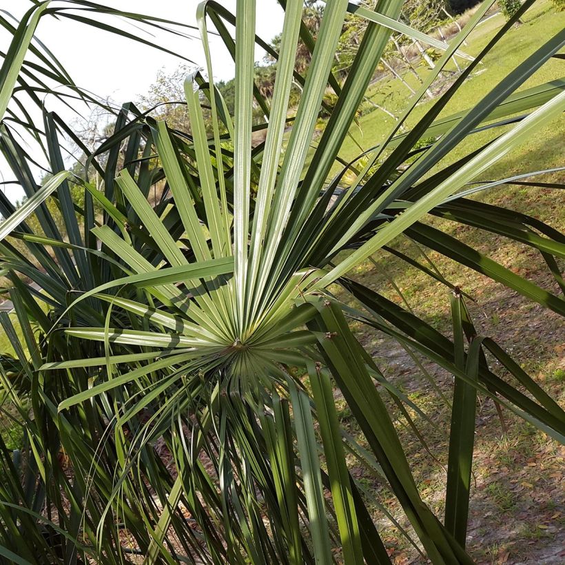Livistona benthamii - Livingstonpalme (Foliage)