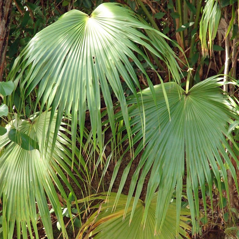 Livistona chinensis - Livingstonpalme (Foliage)