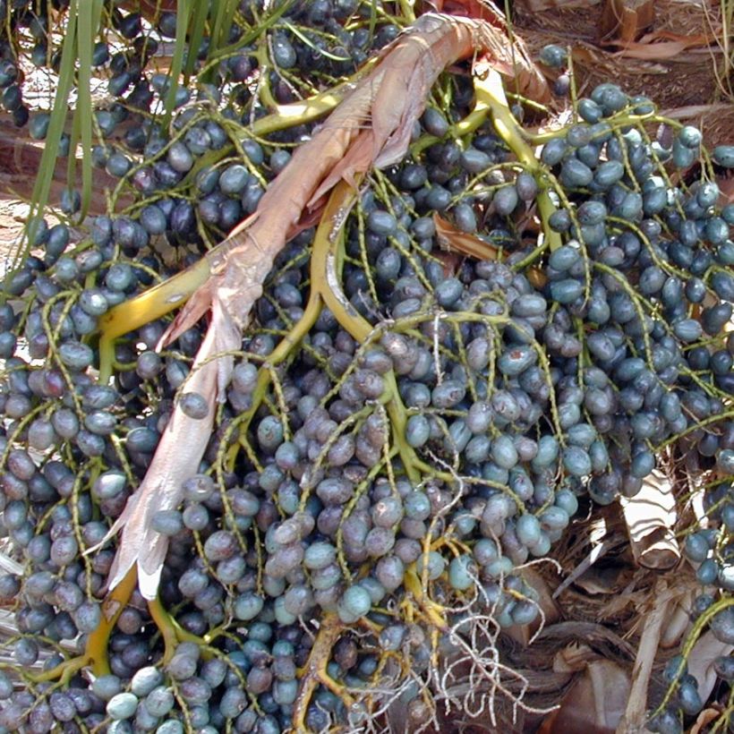 Livistona chinensis - Livingstonpalme (Harvest)