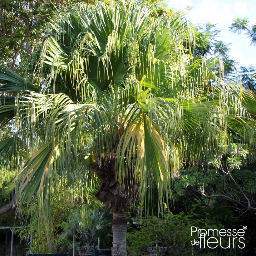 Livistona chinensis - Livingstonpalme (Plant habit)