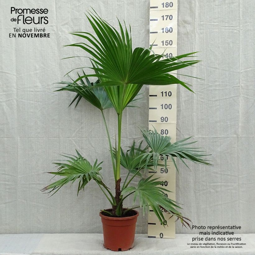 Example of Livistona chinensis - Livingstonpalme Topf mit 7,5L/10L as you get in automne