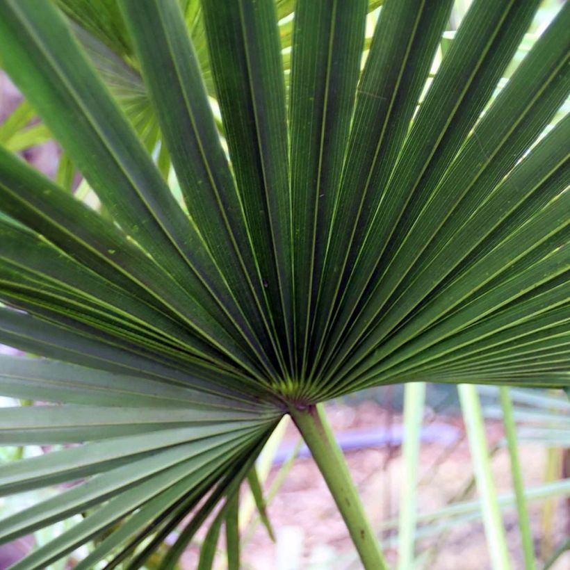 Livistona fulva - Livingstonpalme (Foliage)