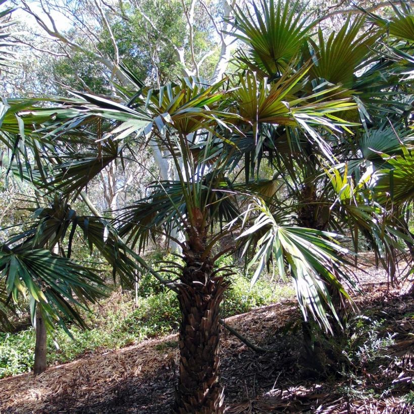 Livistona fulva - Livingstonpalme (Plant habit)