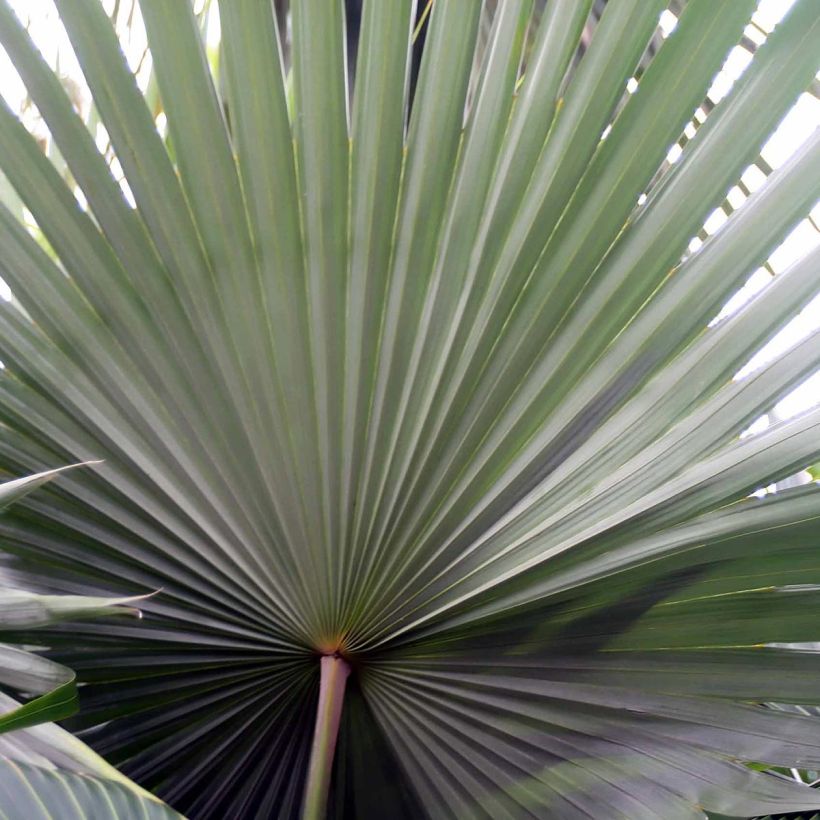 Livistona mariae - Livingstonpalme (Foliage)
