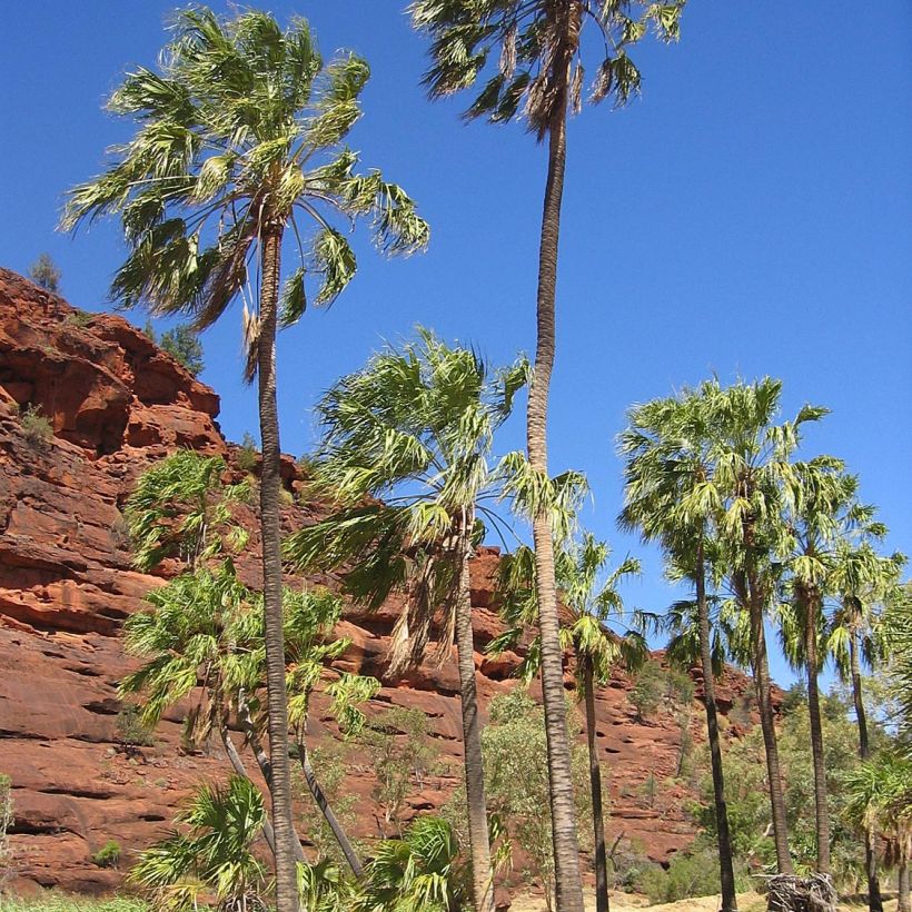 Livistona mariae - Livingstonpalme (Plant habit)