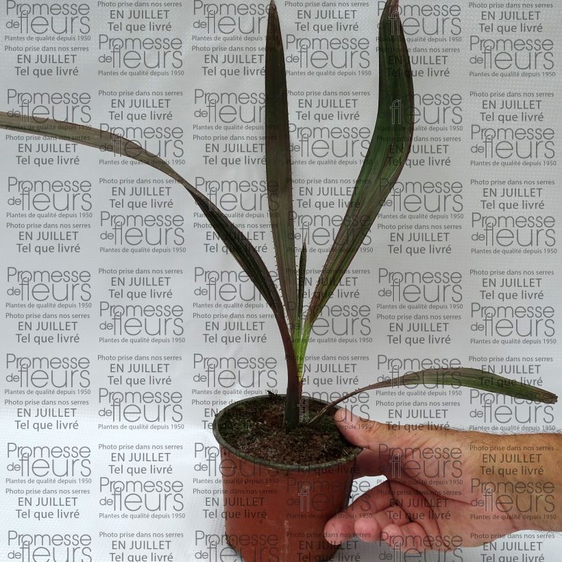 Example of Livistona mariae - Livingstonpalme Topf 12 cm / 13 cm as you get in ete