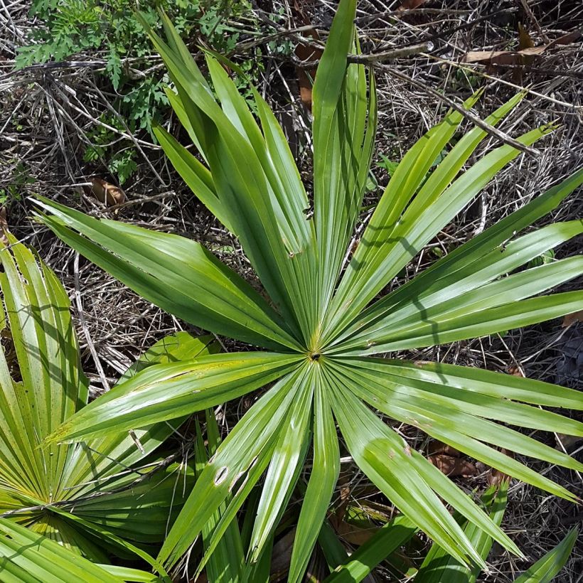 Livistona saribus - Livingstonpalme (Foliage)