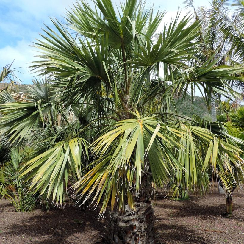 Livistona saribus - Livingstonpalme (Plant habit)