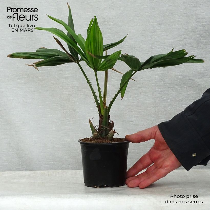 Example of Livistona saribus - Livingstonpalme Topf 12 cm / 13 cm as you get in printemps