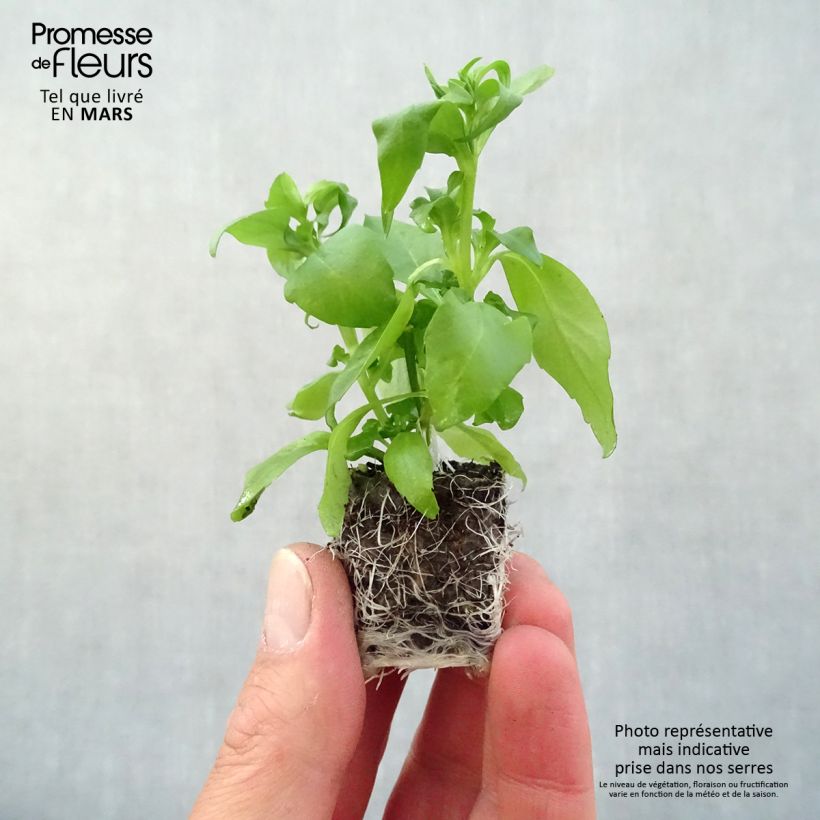 Example of Lobelia erinus Anabel Blue - Lobelie Mini-Plug Ø 3/4 cm as you get in printemps