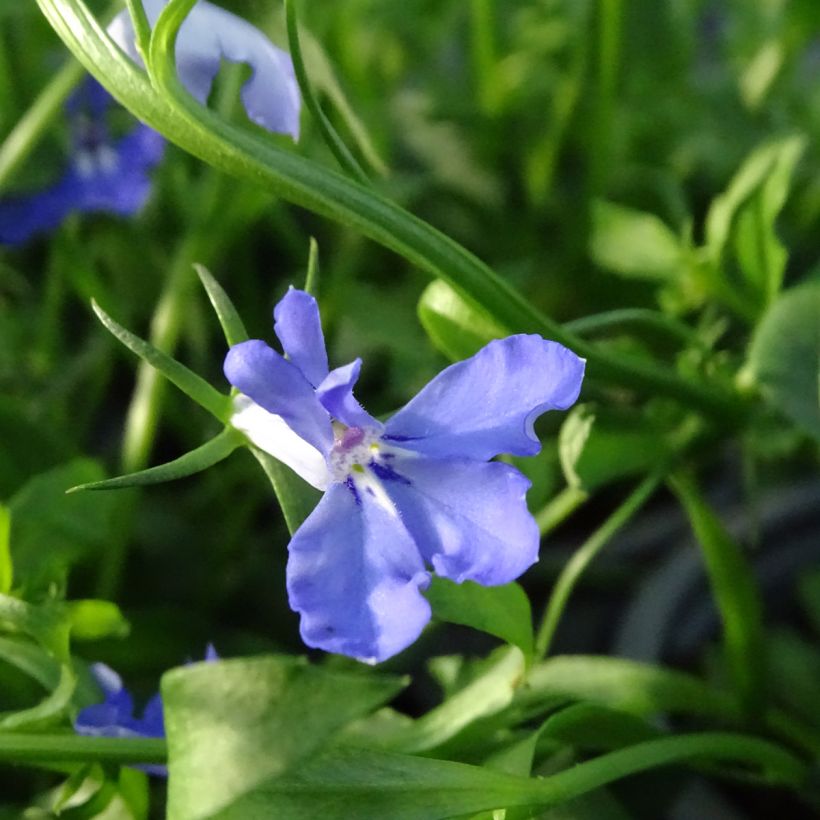Lobelia erinus Anabel Blue - Lobelie (Flowering)