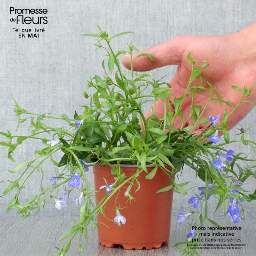 Example of Lobelia erinus Anabel Blue - Lobelie Kleine Töpfe von 8/9 cm as you get in printemps