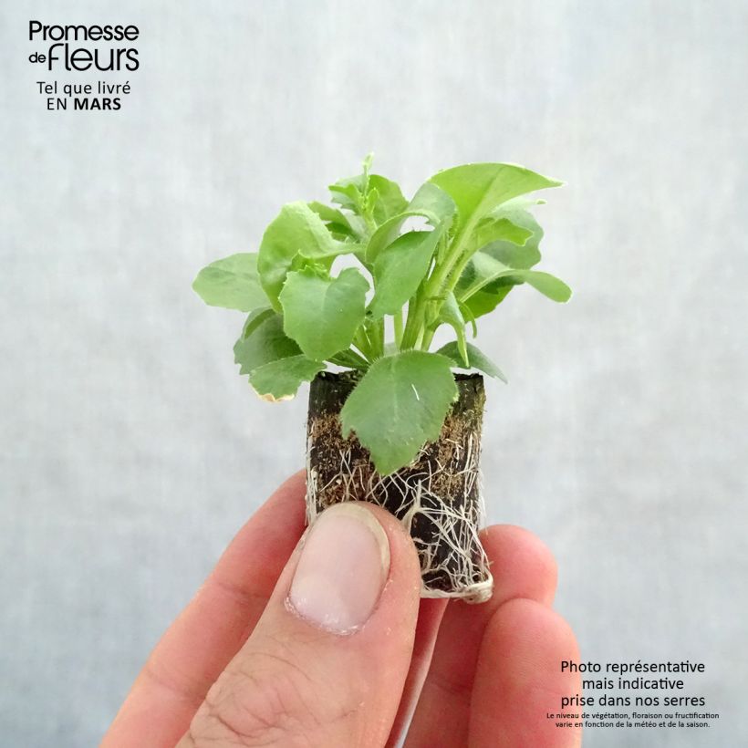 Example of Lobelia erinus pendula Hot Bavaria - Lobelie Mini-Plug Ø 3/4 cm as you get in printemps