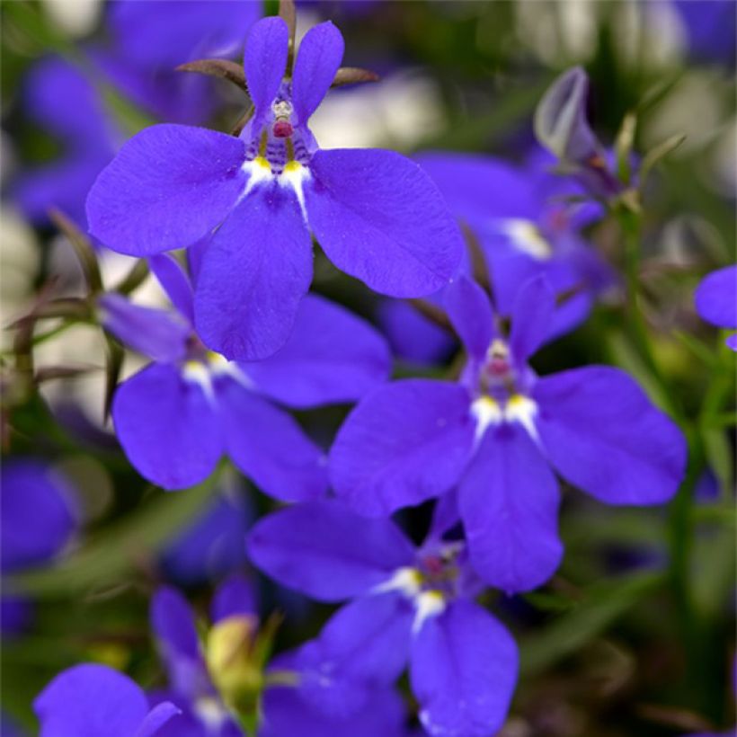 Lobelia erinus Deep Blue Star - Lobelie (Flowering)