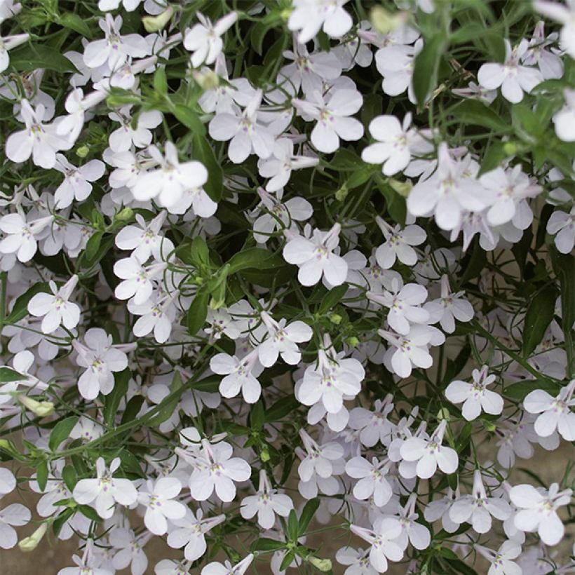 Lobelia erinus Anabel Snow White - Lobelie (Flowering)