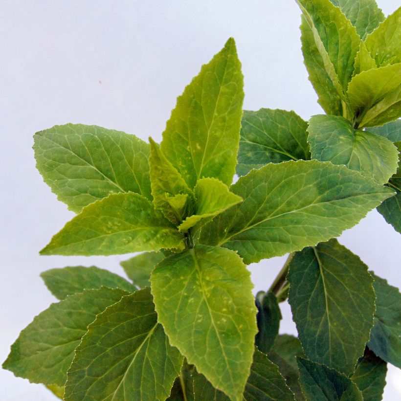 Prachtlobelie Monet Moment - Lobelia speciosa (Foliage)