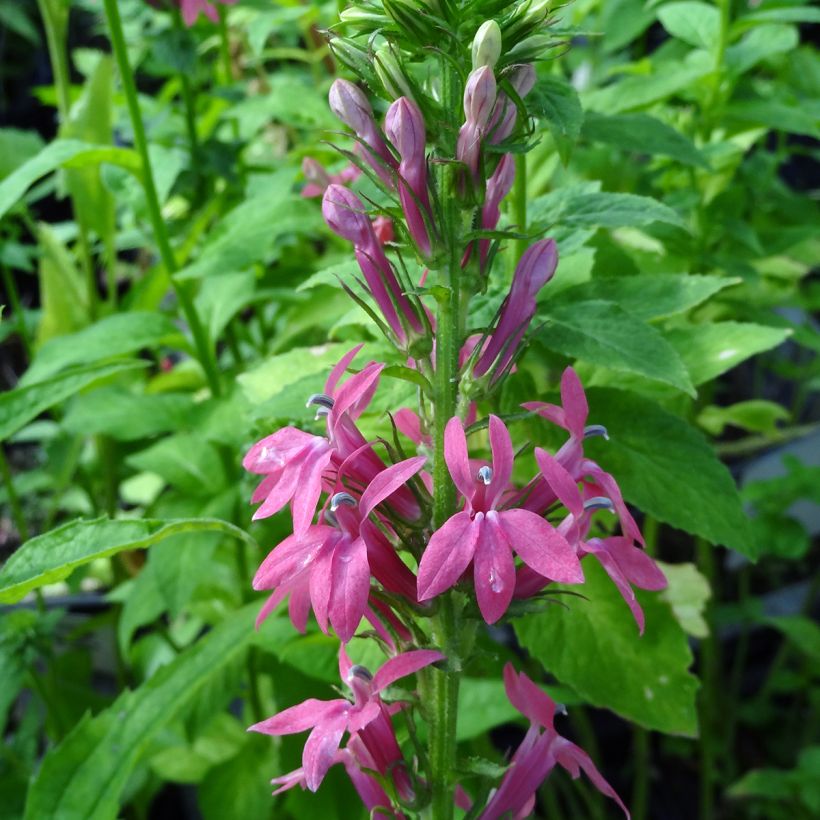 Prachtlobelie Monet Moment - Lobelia speciosa (Flowering)