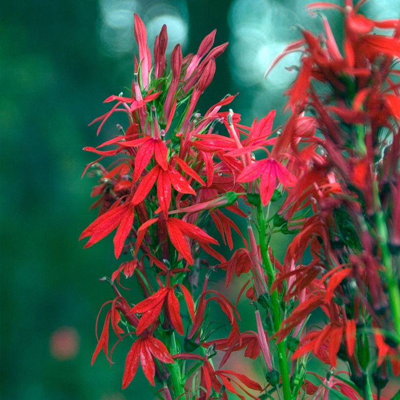 Lobelia cardinalis - Kardinals-Lobelie (Flowering)