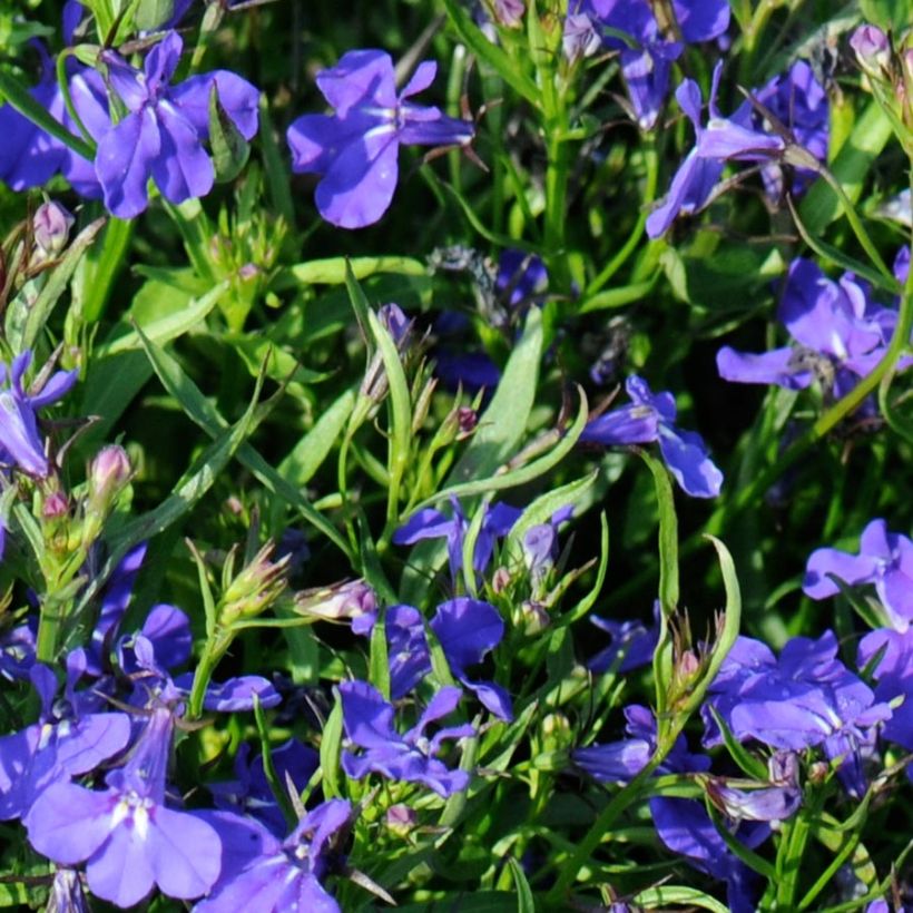 Lobelia erinus Crystal Palace - Lobelie (Foliage)