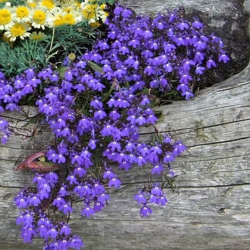 Lobelia erinus Crystal Palace - Lobelie (Flowering)