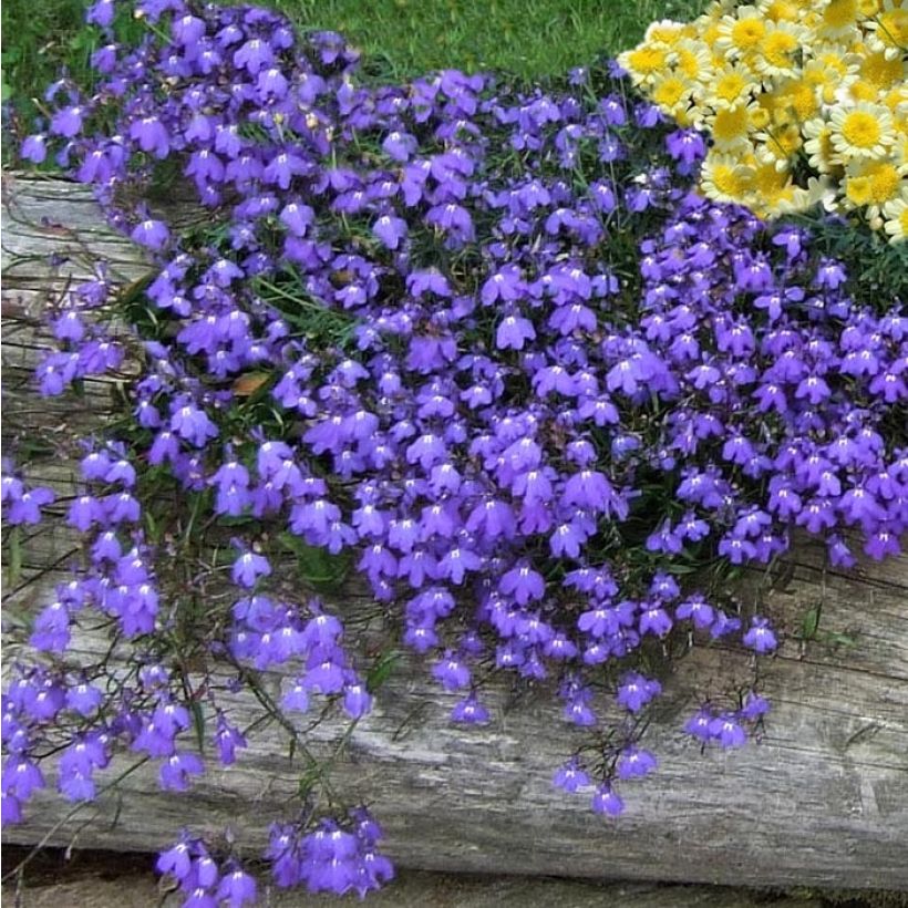 Lobelia erinus Crystal Palace - Lobelie (Plant habit)