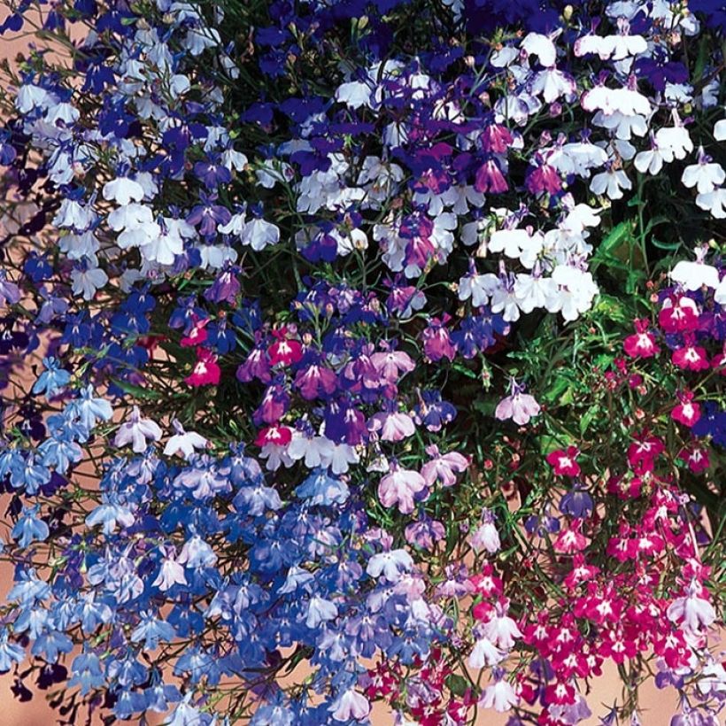 Lobelia erinus pendula Regatta Mix - Lobelie (Flowering)